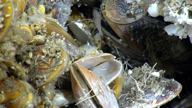 Bathymodiolus mussels covered with small barnacles