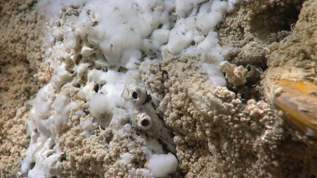 White bacterial material possibly covering worm tubes (circular openings) at acold seep site