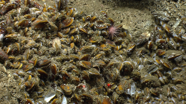 A sea urchin in a bed of bathymodiolus mussels at a cold seep site