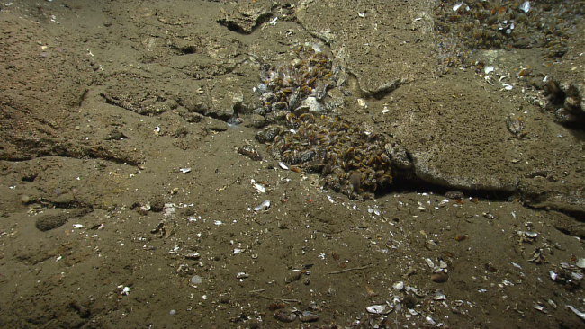 Small beds of bathymodiolus mussels at a cold seep site