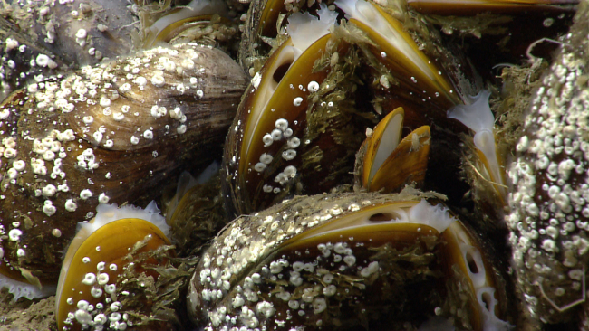 Bathymodiolus mussels covered with small spiral shaped serpulid worm tubes