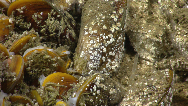 Bathymodiolus mussels covered with small spiral shaped serpulid worm tubes