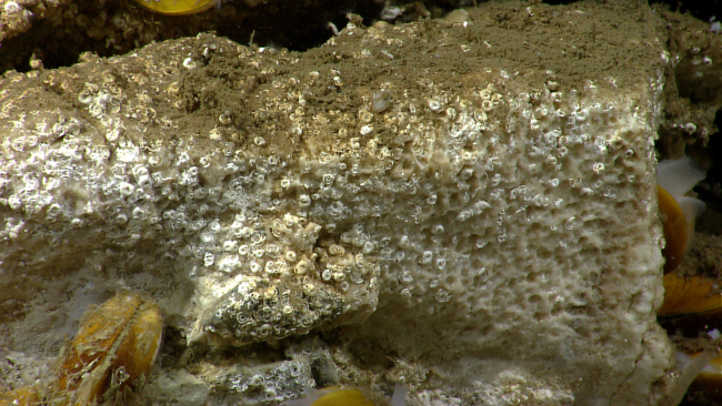 Small white spiral serpulid tube worms and bathymodiolus mussels at a seep site