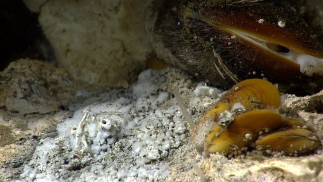 Cold seep site with bathymodiolus mussels, white bacterial mat material,translucent worm tubes, a few small serpulid worm tubes, and small gastropodscan be found in the image