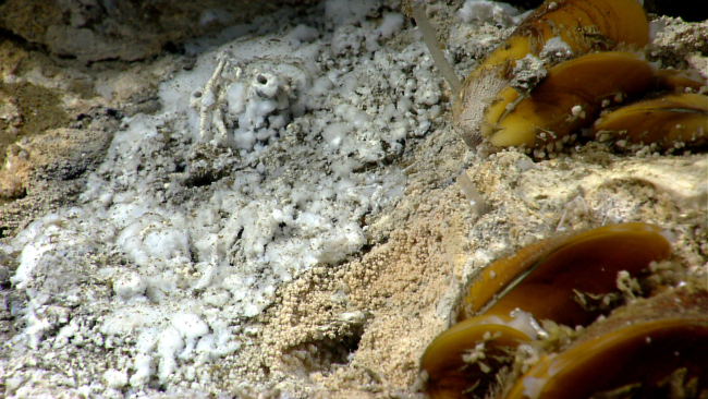 Cold seep site with bathymodiolus mussels, white bacterial mat material, andbrownish granular material
