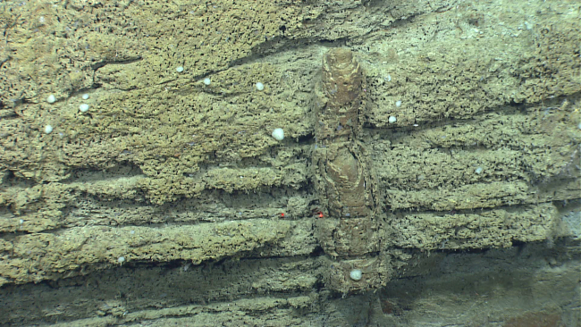 A fossil burrow exposed on the canyon wall