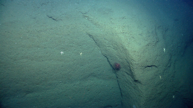 White sea stars and an anthomastus coral on a surface formed by spallingfrom the canyon wall