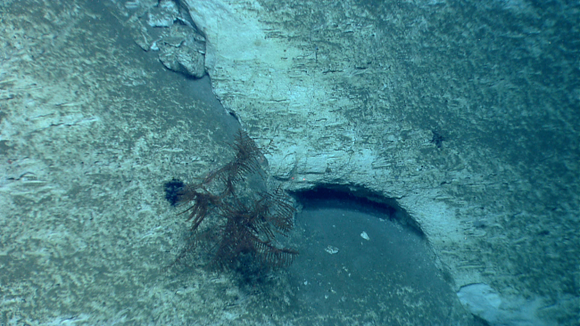 A black coral bush near a failure surface along the canyon wall