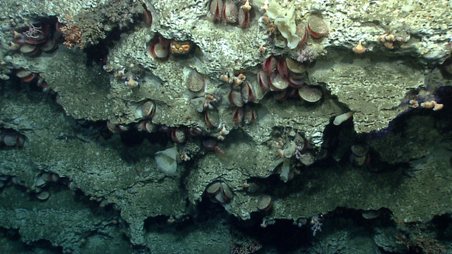 Differential erosion leaves ledges and recesses that provide homes for cupcorals, acesta clams, various corals and sponges