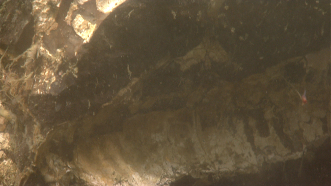 Fossil in sediment on the continental slope