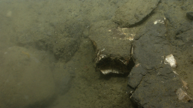 Fossil in sediment on the continental slope