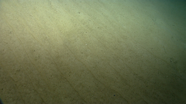 Parallel ripples in the sediment indicating relatively strong currents