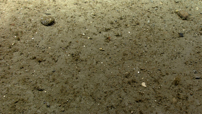 Mud or silt bottom with sparse small life forms