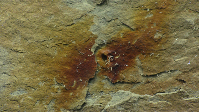 Iron-stained area on canyon wall with small tube worms