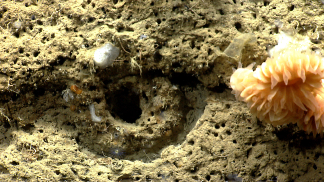 Small tube worms, a large cup corall, and small sponges in the vicinity of whatappears to be a fossil burrow