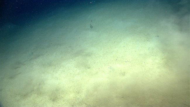 Witch flounder on bottom in an area of hummocky sediment covering