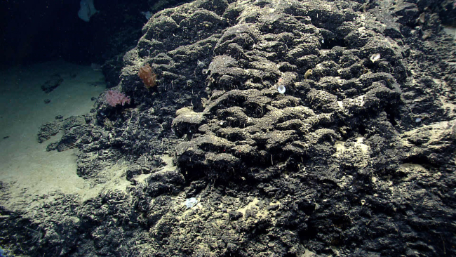 Sponges are the dominant large fauna seen on this basalt outcrop