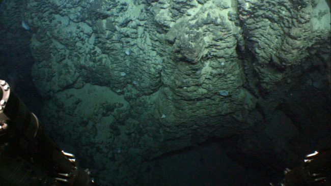 Sponges and brittle stars on this vertical washboard appearing basalt cliff