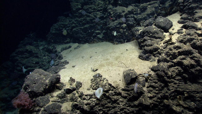 A sandy patch on the side of Mytilus Seamount