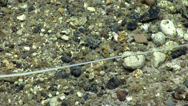 Monofilament line? crossing over a pebble and cobble covered area of theseafloor