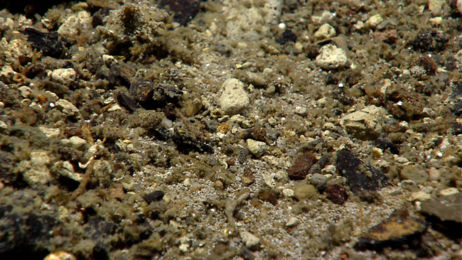 A pebble and cobble covered area of the seafloor