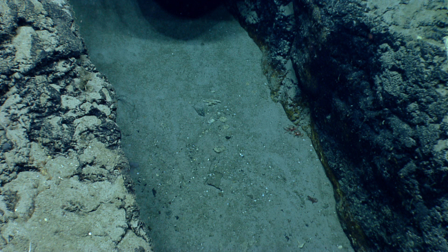 Rectangular prismatic depression in the side of Mytilus Seamount fillingever so slowly with sediment