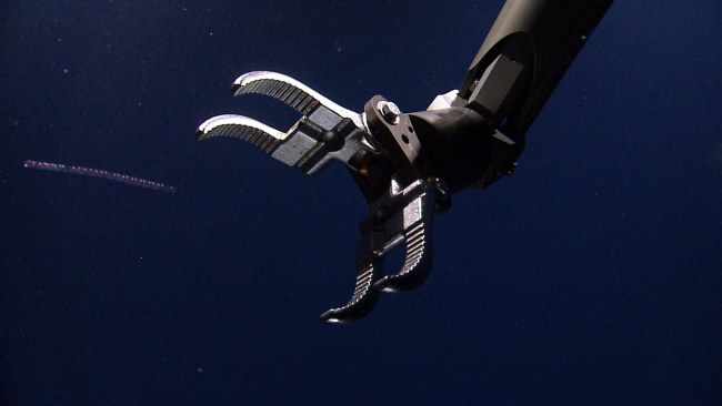 Manipulator arm of ROV attempting to grasp salp chain