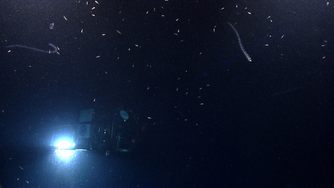ROV D2 in water column with salps and krill