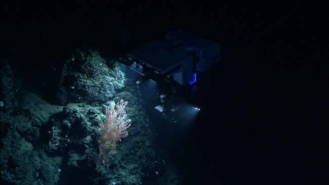 ROV D2 hovering over bamboo coral bush