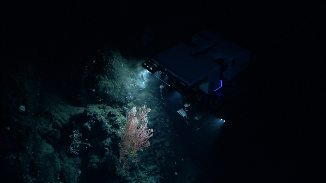 ROV D2 hovering over bamboo coral bush