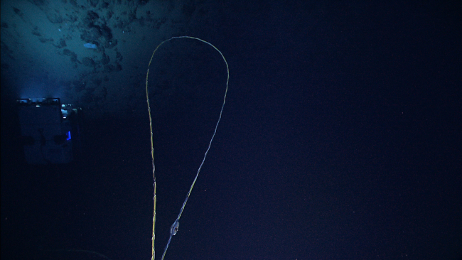 Umbilical cord leading from Serios to ROV D2 as it hovers above the bottom