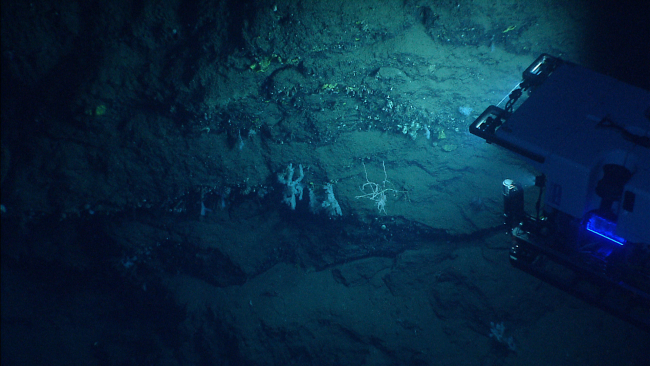 Deep Discoverer ROV as seen from Seirios while working along a vertical wall