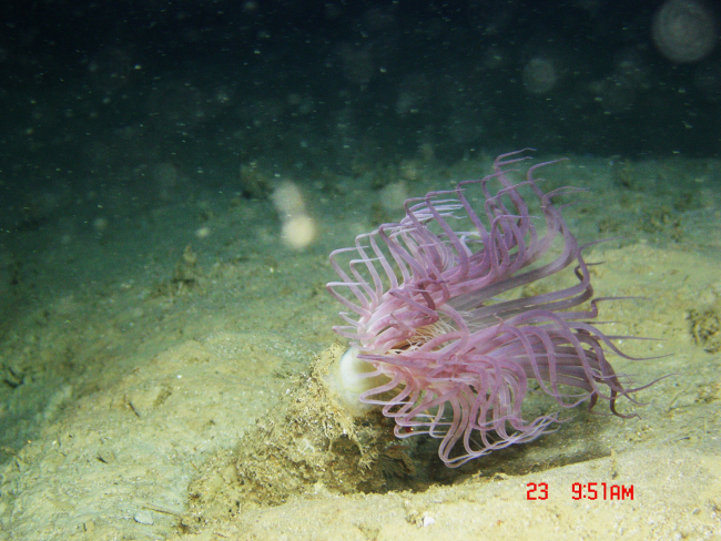 A large purple anemone