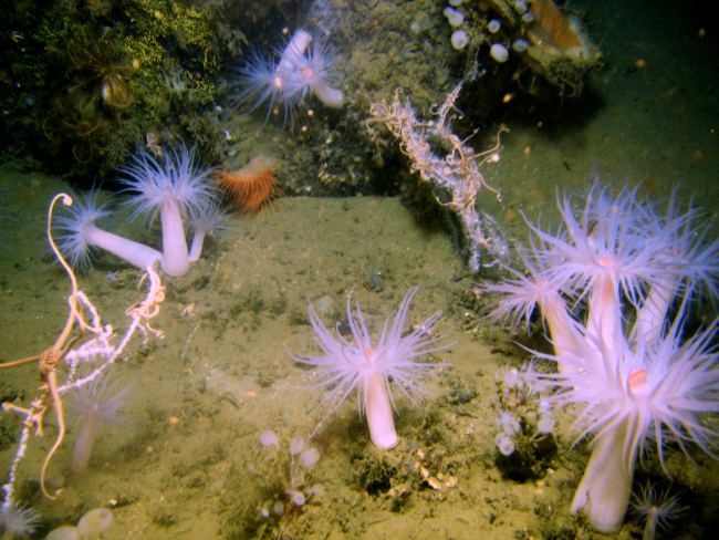 Large white anemones with orange mouths, an orange flytrap anemone, a largebrittlestars on a small coral, small ping pong sponges, and in the upper rightyellow crinoids