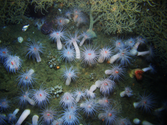 A field of large white anemones with orange mouths