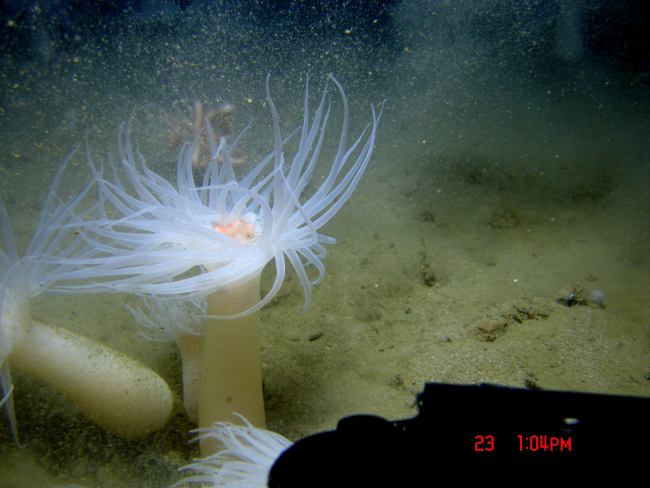 Closeup of a large white anemone with orange mouth