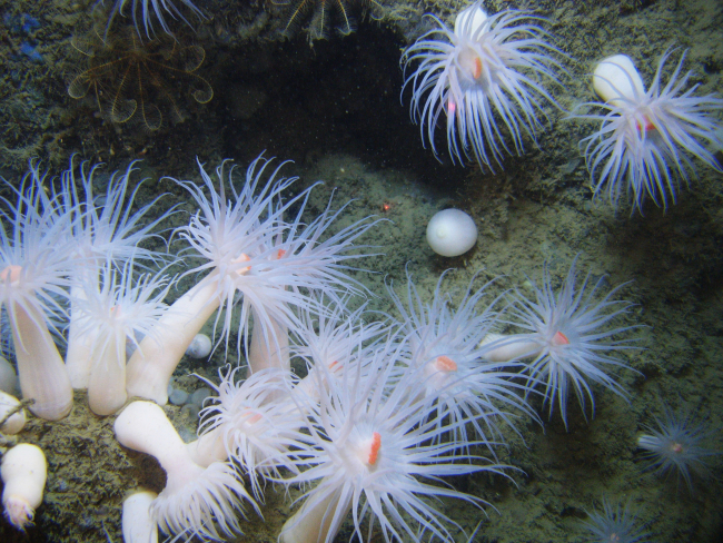 Large white anemones with orange mouths, a ping pong ball sponge, yellowcrinoids, and small blue sponges