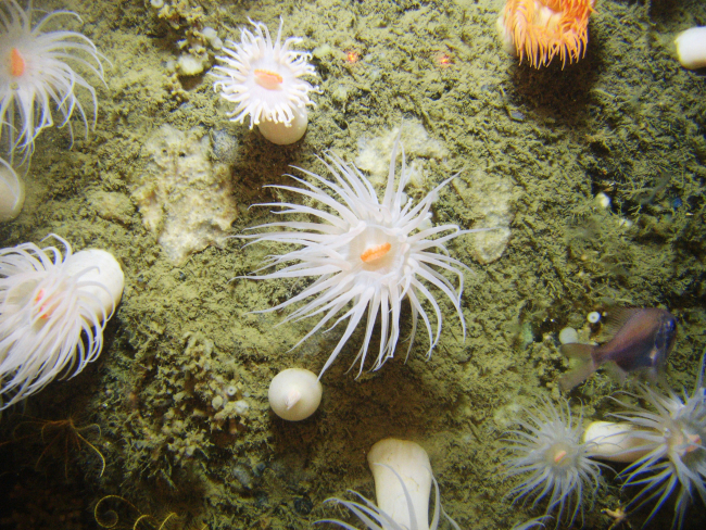 Looking down on large white anemones with orange mouths, an orange roughy, anorange anemone, a white stalked sponge, and a white encrusting sponge
