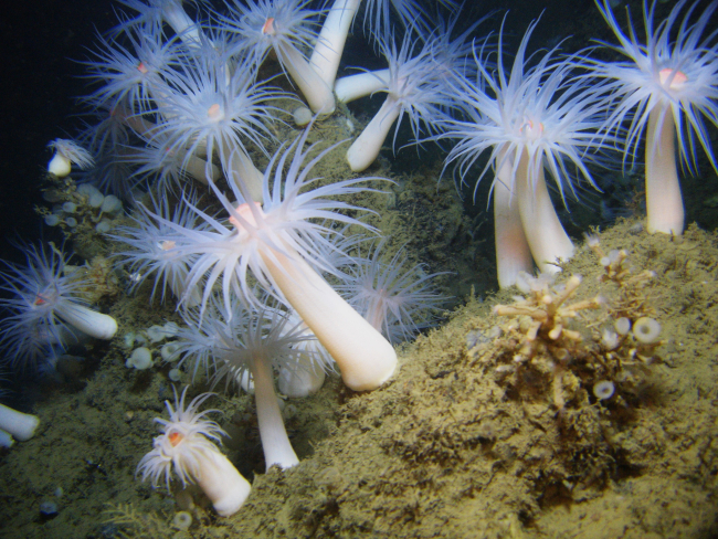 A stand of large white anemones with orange mouths and small ping pong ballsponges