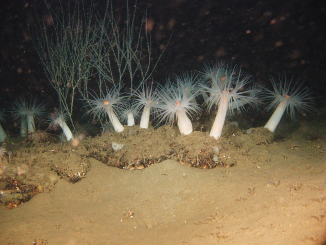 A stand of large white anemones with orange mouths with bamboo coral in thebackground