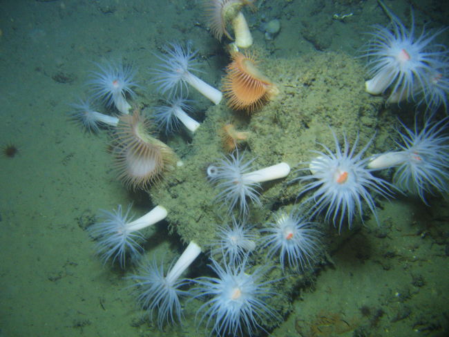 Large white anemones with orange mouths and large flytrap anemones on aboulder high point