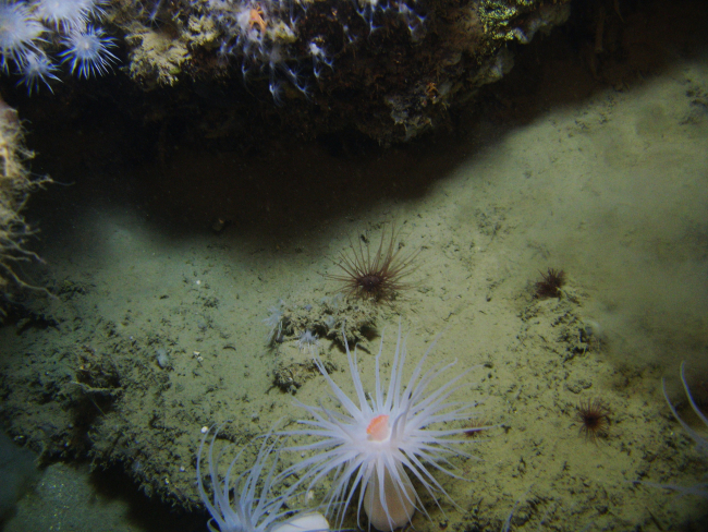A large white anemone with orange mouth, a large brownish cerianthid tubeanemone, and dandelion-like white anemones in the upper right