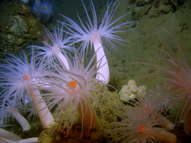 Large white anemones with orange mouths