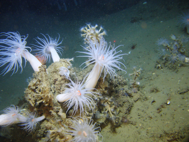 Large white anemones with orange mouths and cream-colored zoanthids