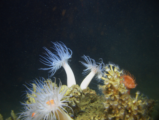A small topographic high with white anemones with orange mouths, a large venusflytrap anemone, and a colony of zoanthids in the lower right of the image