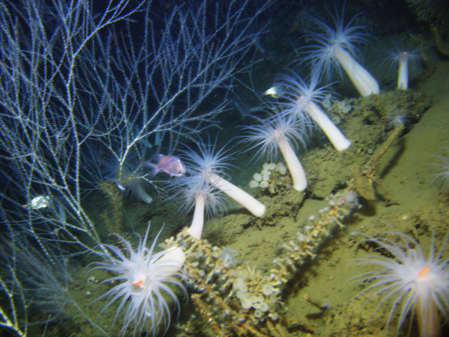 Large white anemones with orange mouths, bamboo coral bushes, and zooanthidscolonizing what appears to be an anthropogenic object