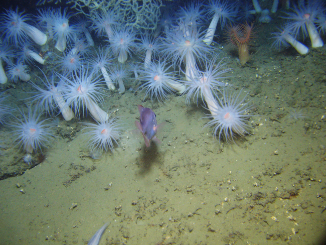 A stand of large white anemones with orange mouths and an Atlantic roughy (Holplostethus occidentalis) in the foreground
