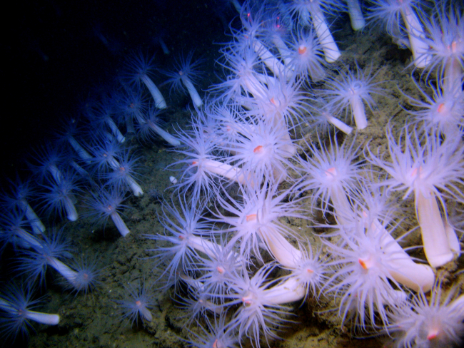 A seeming forest of large white anemones with orange mouths