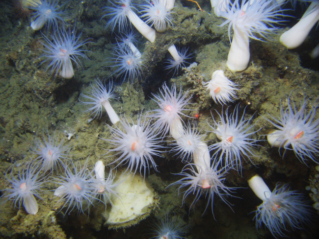 Looking down on a stand of large white anemones with orange mouths