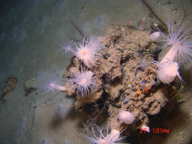 Large white anemones with orange mouths on a rock with a number of variouscolored small encrusting sponges